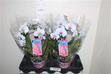 Горшечные цветы и растения оптом Phal ** Paint ** Wonder Of Nature 2 Branches 18+ от 4шт из Голландии с доставкой по России