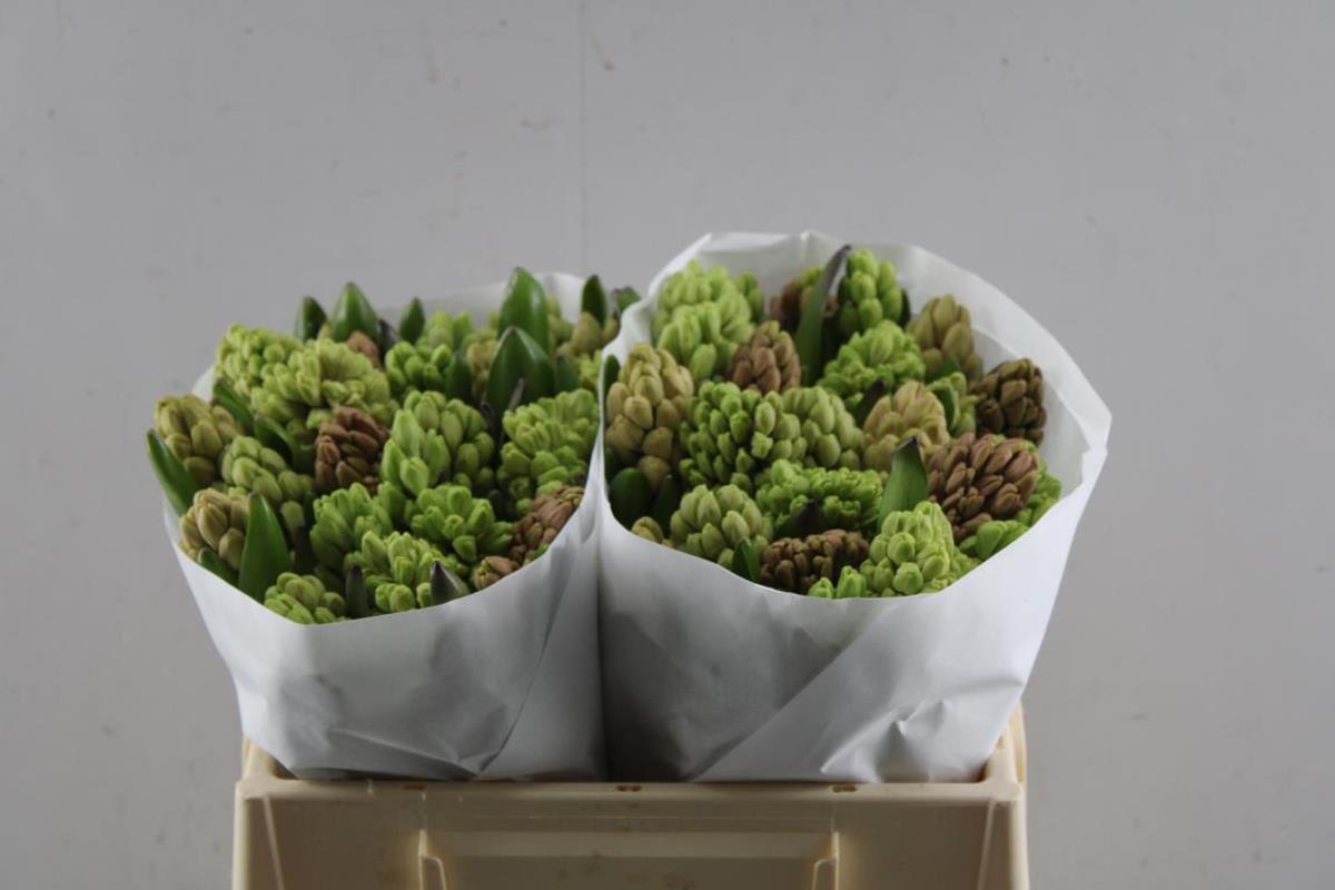 Срезанные цветы оптом Hyacinthus 5 colour mix in bucket от 50шт. из Голландии с доставкой по России