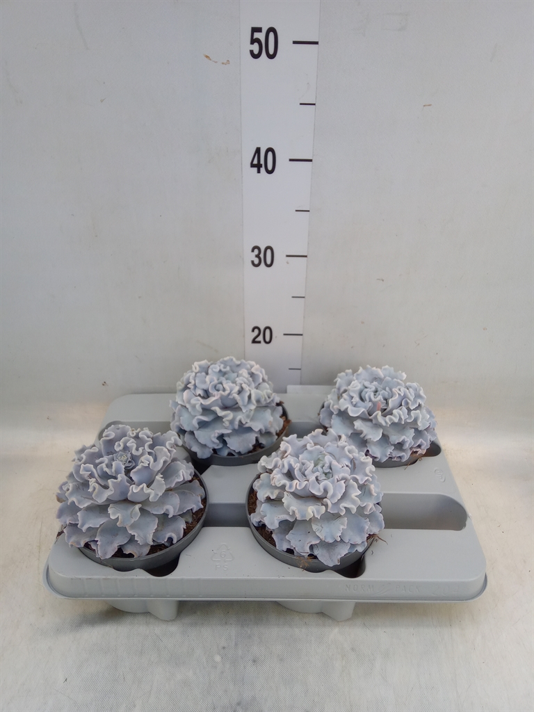 Горшечные цветы и растения оптом Echeveria   ... от 4шт из Голландии с доставкой по России