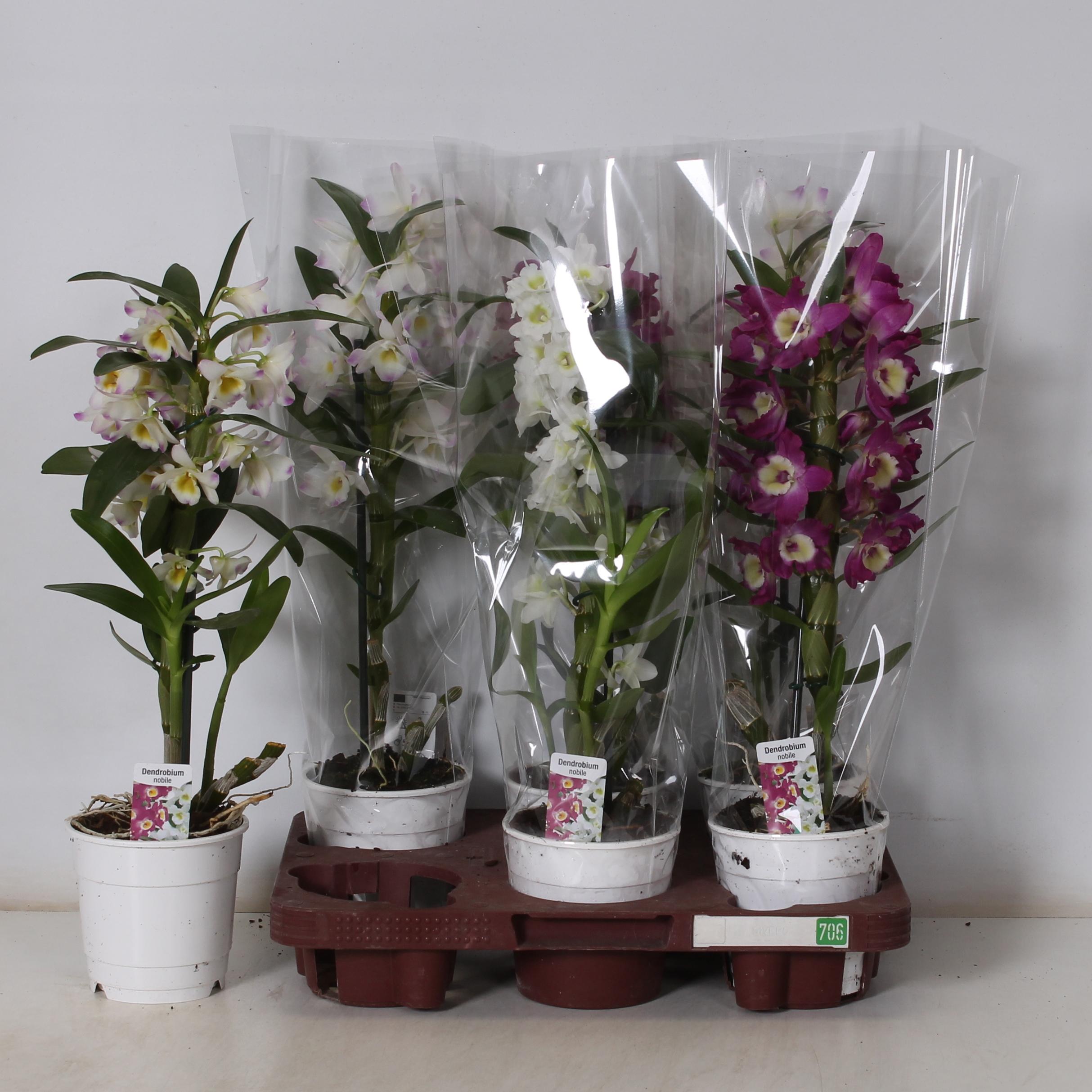 Горшечные цветы и растения оптом Dendr N Gem от 6шт из Голландии с доставкой по России