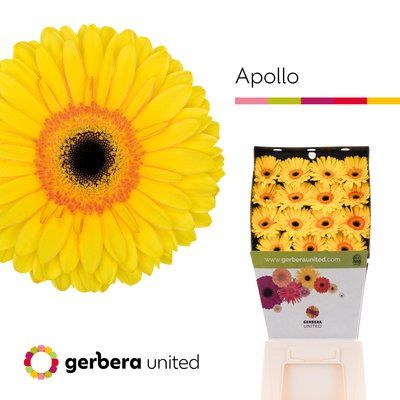 Срезанные цветы оптом Gerbera diamond apollo от 45шт из Голландии с доставкой по России