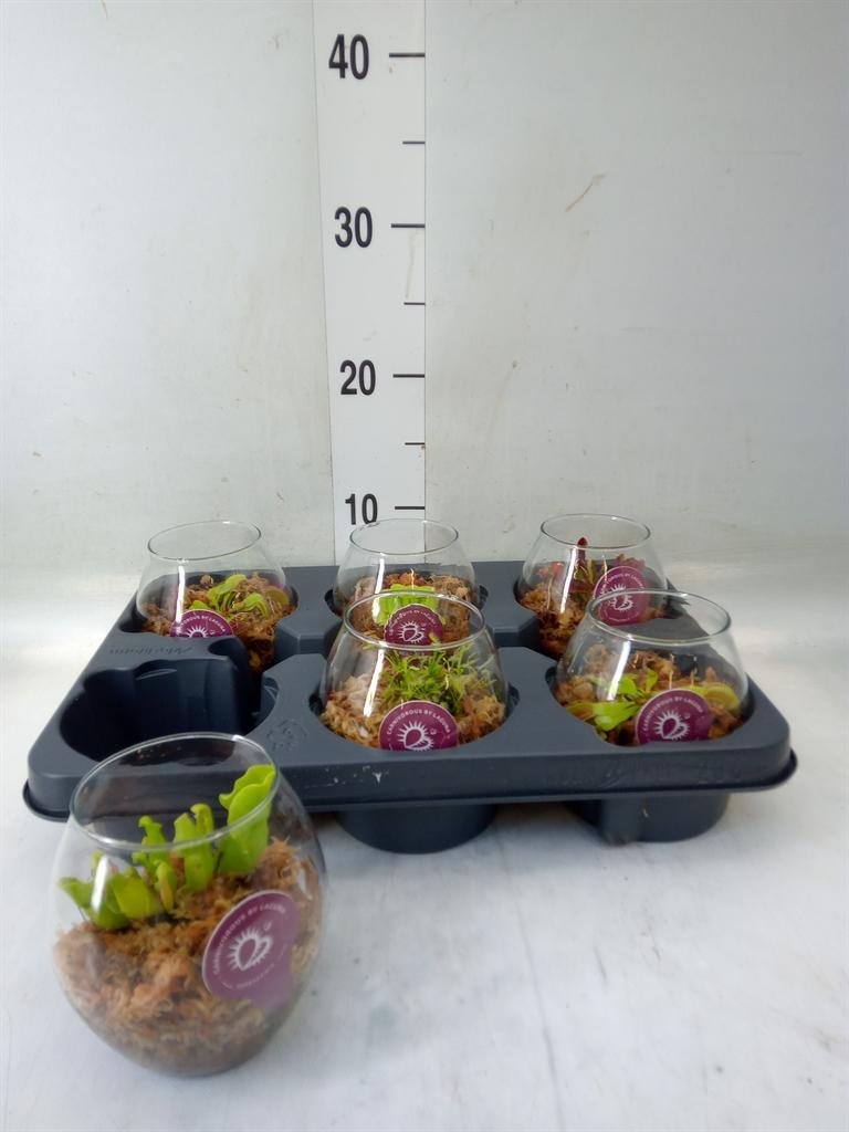 Горшечные цветы и растения оптом Vleesetende Planten от 6шт из Голландии с доставкой по России