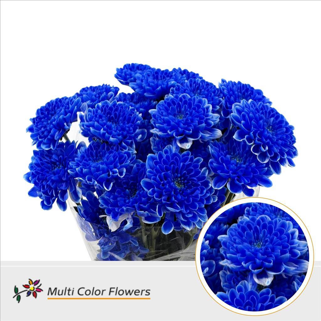 Срезанные цветы оптом Chrys sp paint altaj blue от 40шт из Голландии с доставкой по России