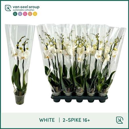 Горшечные цветы и растения оптом Phal 2st White 16+ (van Geel) от 10шт из Голландии с доставкой по России