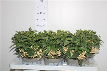 Горшечные цветы и растения оптом Ardis Crenata White 2-3 от 7шт из Голландии с доставкой по России