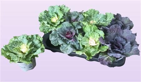 Горшечные цветы и растения оптом Brassica (sierkool) от 8шт из Голландии с доставкой по России