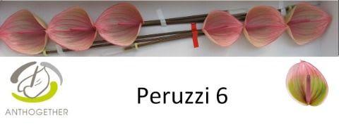 Срезанные цветы оптом Anthurium peruzzi от 6шт из Голландии с доставкой по России
