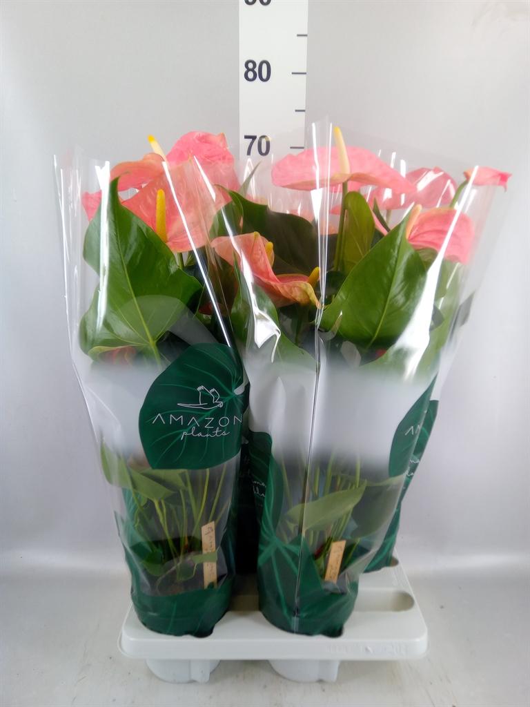 Горшечные цветы и растения оптом Anthurium Andr. colorado от 4шт из Голландии с доставкой по России