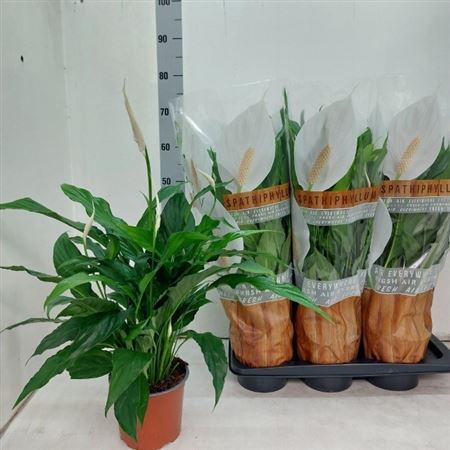 Горшечные цветы и растения оптом Spath Sweet Chico 5+ * Spring Deal * от 6шт из Голландии с доставкой по России
