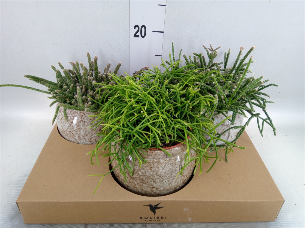 Горшечные цветы и растения оптом Rhipsalis   ...mix от 3шт из Голландии с доставкой по России
