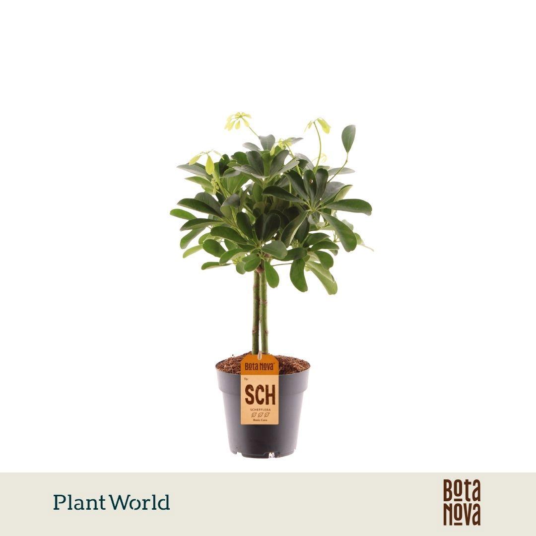Горшечные цветы и растения оптом Schefflera Compacta On Stam от 7шт из Голландии с доставкой по России