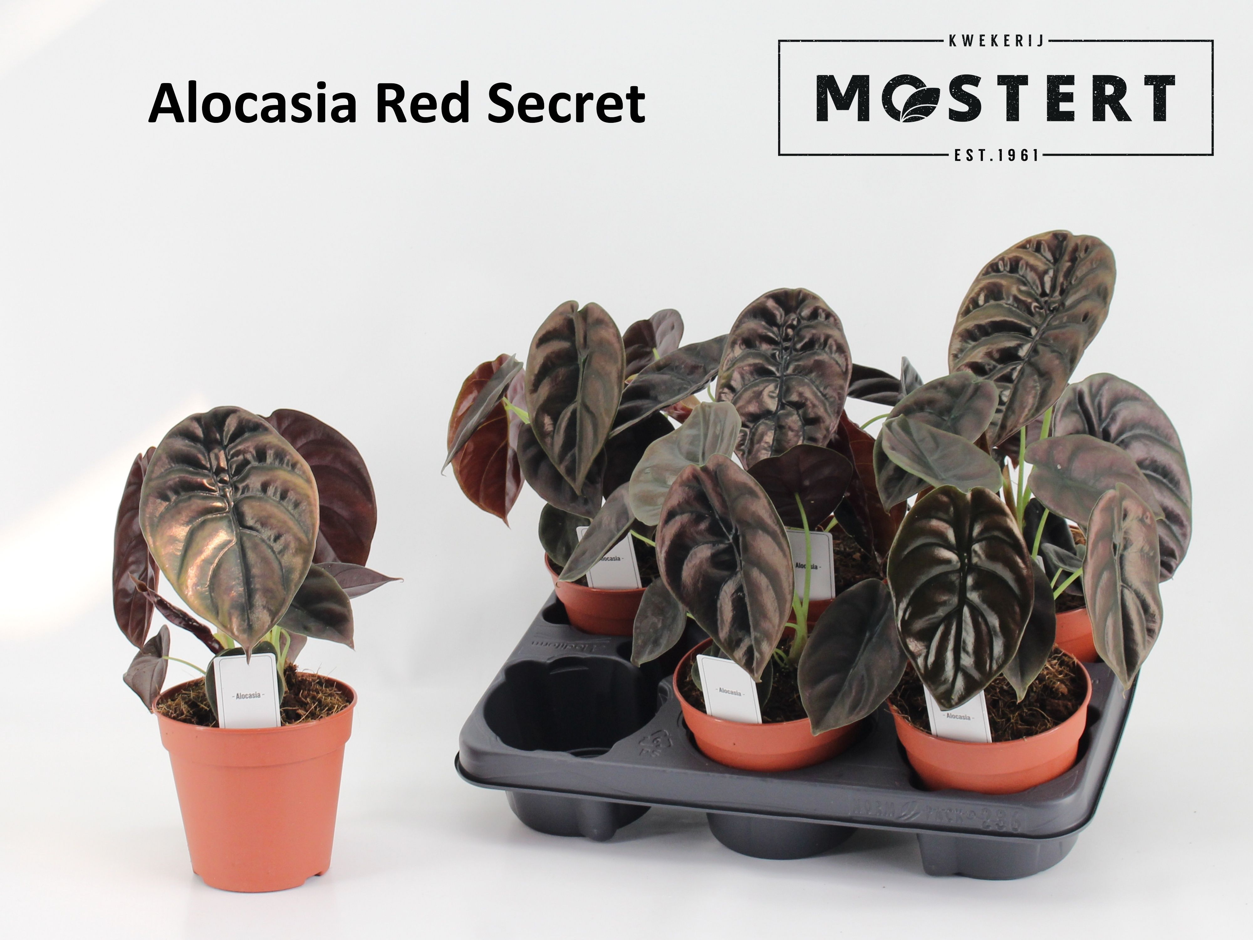 Горшечные цветы и растения оптом Aloc Cu Red Secret от 6шт (для телеги) из Голландии с доставкой по России