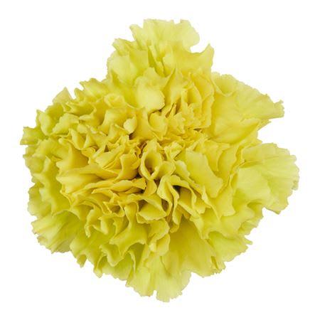 Срезанные цветы оптом Dianthus st oliva от 80шт из Голландии с доставкой по России