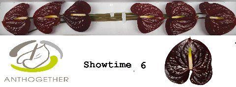 Срезанные цветы оптом Anthurium showtime от 6шт из Голландии с доставкой по России