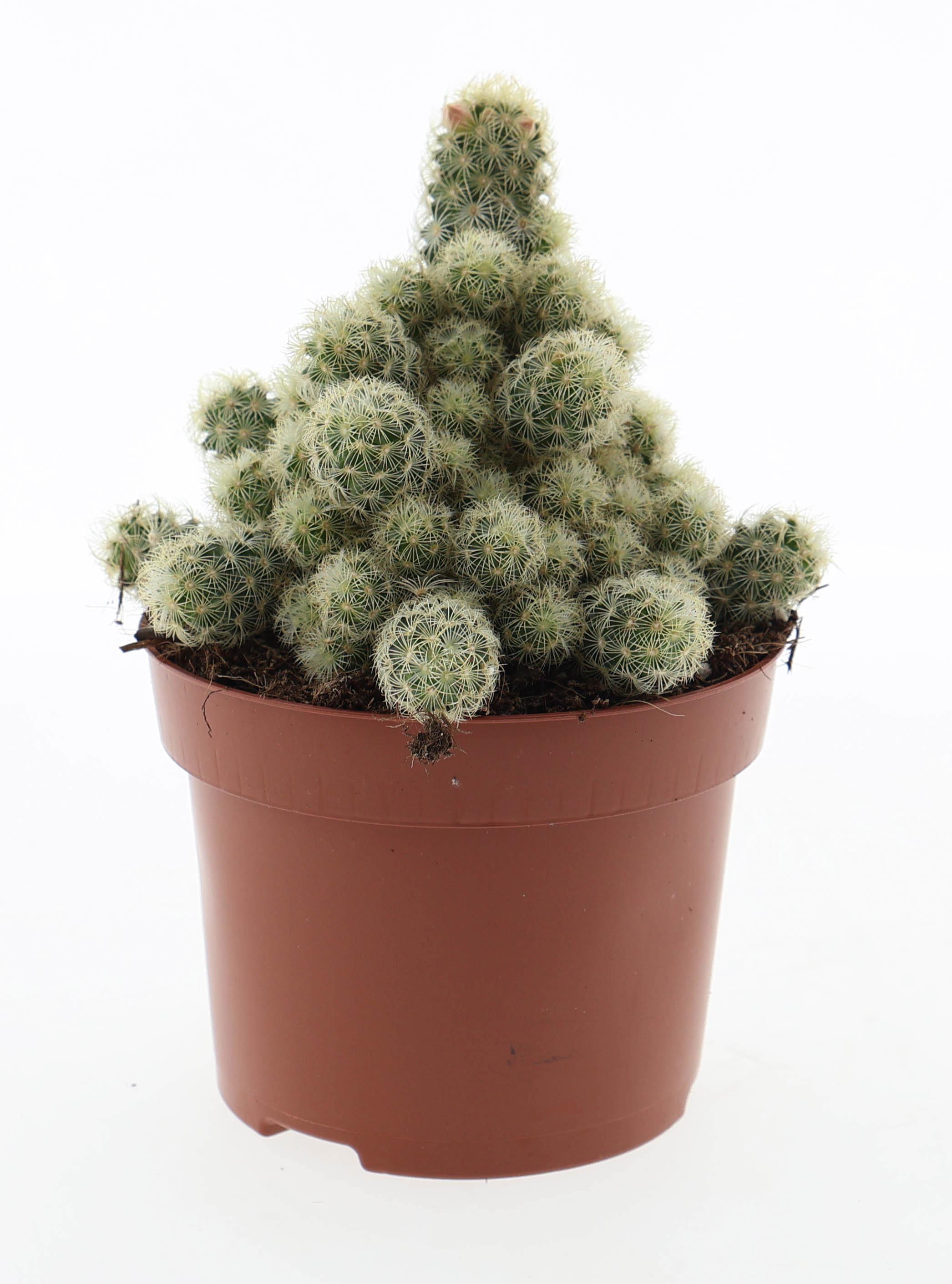 Горшечные цветы и растения оптом Cactus Mammillaria Elongata Yellow от 6шт из Голландии с доставкой по России