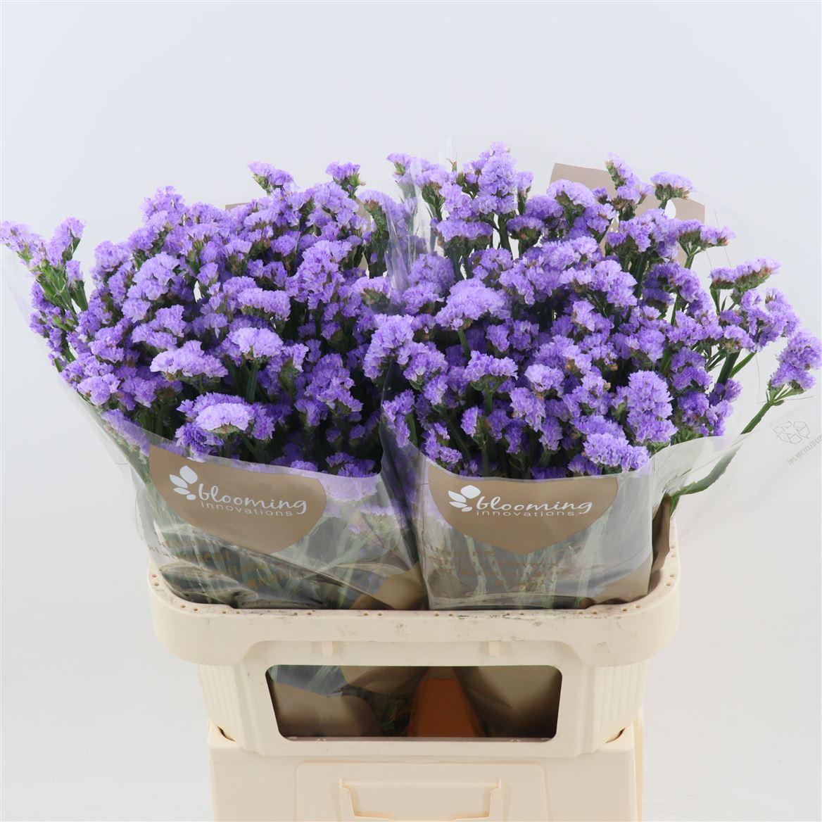 Срезанные цветы оптом Statice sky wings от 50шт из Голландии с доставкой по России