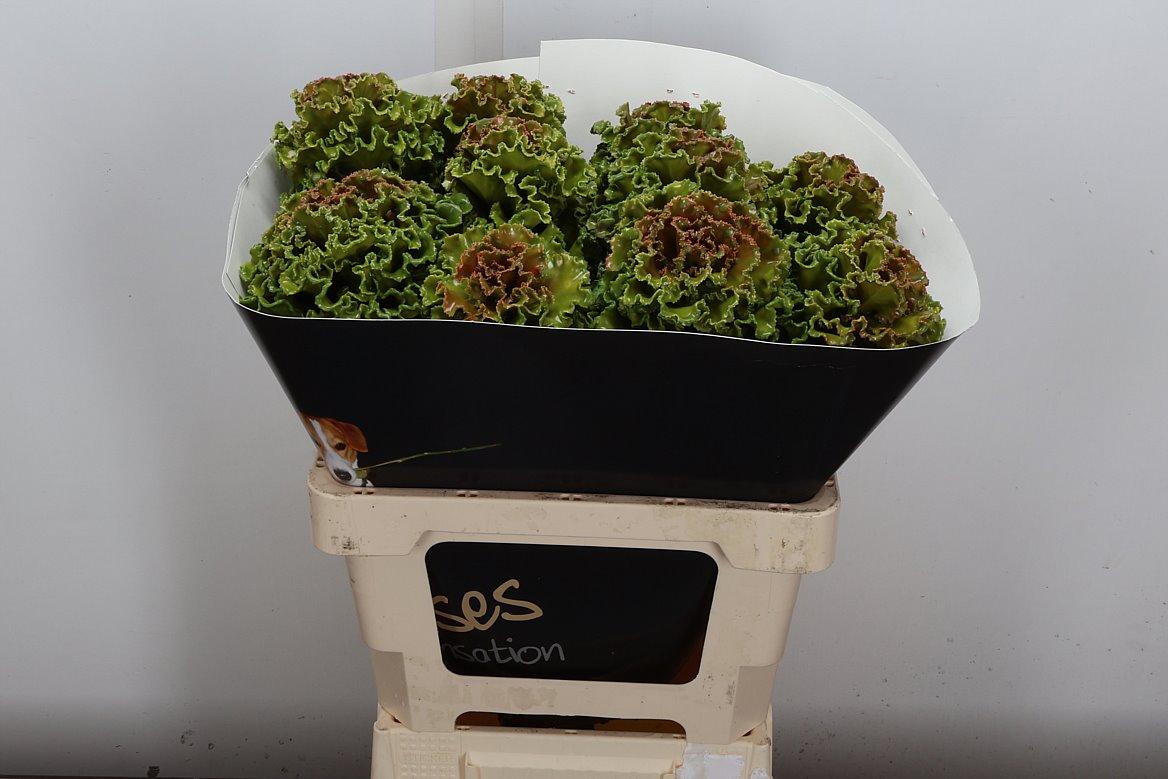 Срезанные цветы оптом Brassica wax olive от 10шт из Голландии с доставкой по России