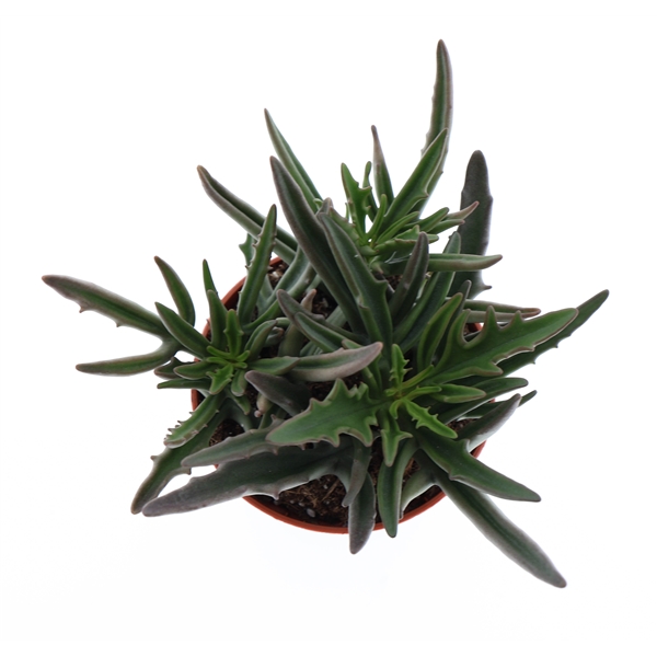 Горшечные цветы и растения оптом Kalanchoe Spider от 12шт (для телеги) из Голландии с доставкой по России