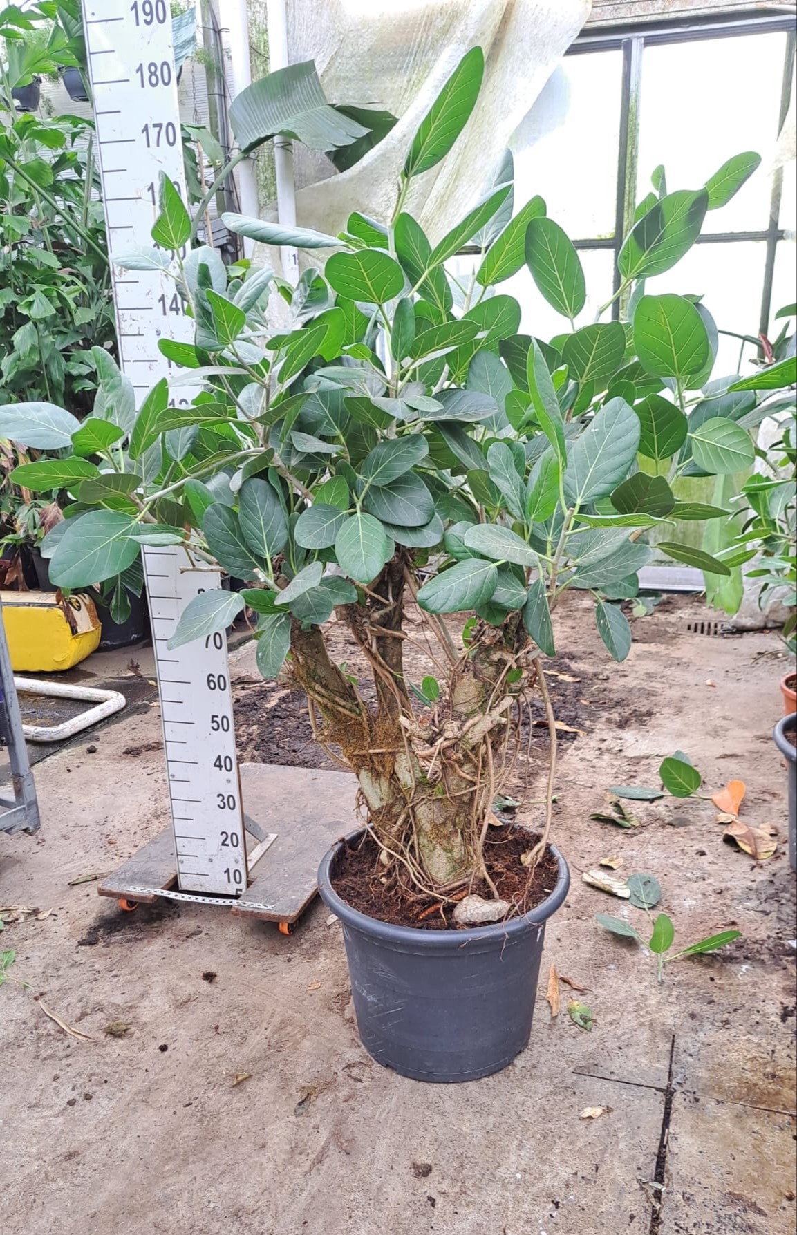 Горшечные цветы и растения оптом Ficus Ben Audry Branched от 1шт из Голландии с доставкой по России