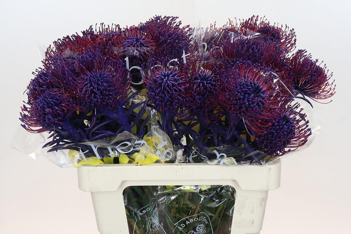 Срезанные цветы оптом Nutans paint purple от 30шт из Голландии с доставкой по России