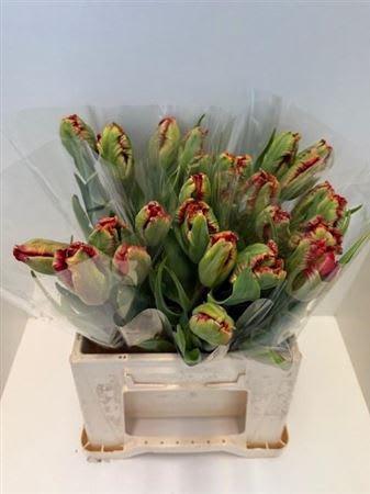 Срезанные цветы оптом Tulipa pa exotic parrot от 25шт из Голландии с доставкой по России
