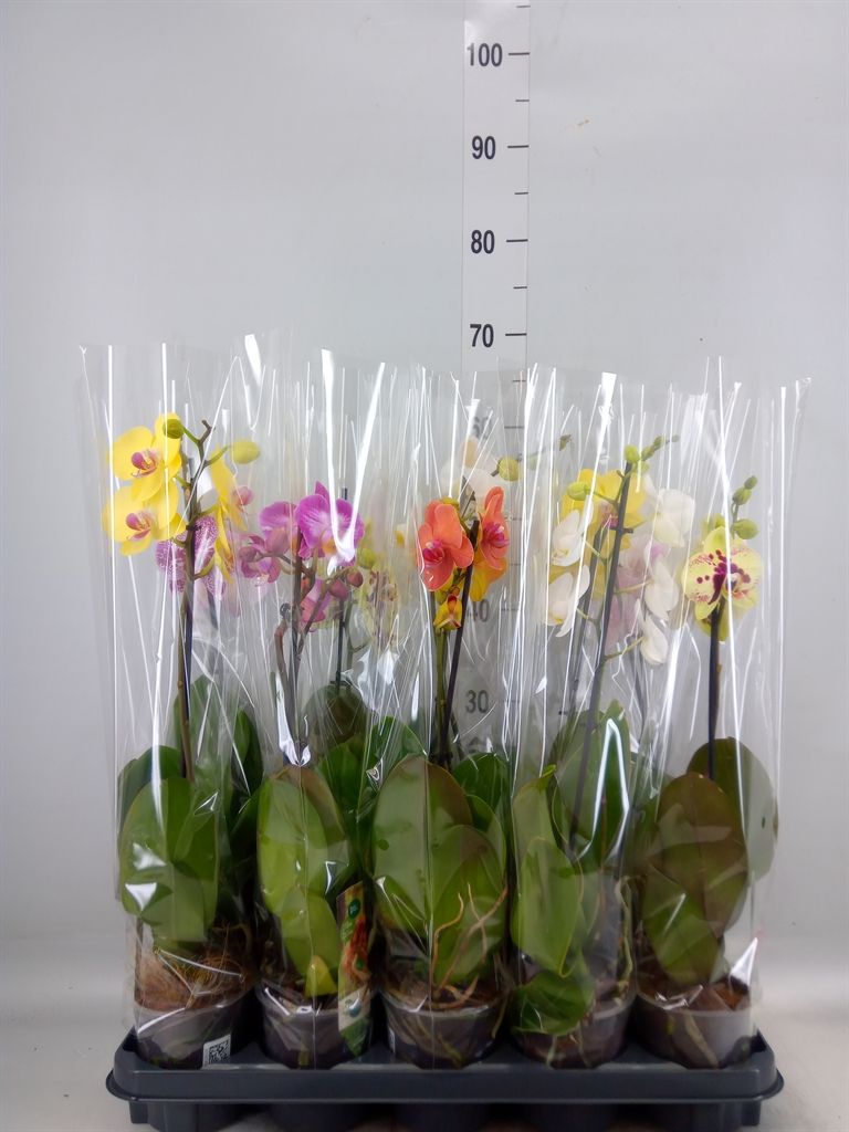 Горшечные цветы и растения оптом Phalaenopsis   ...mix от 10шт'' из Голландии с доставкой по России