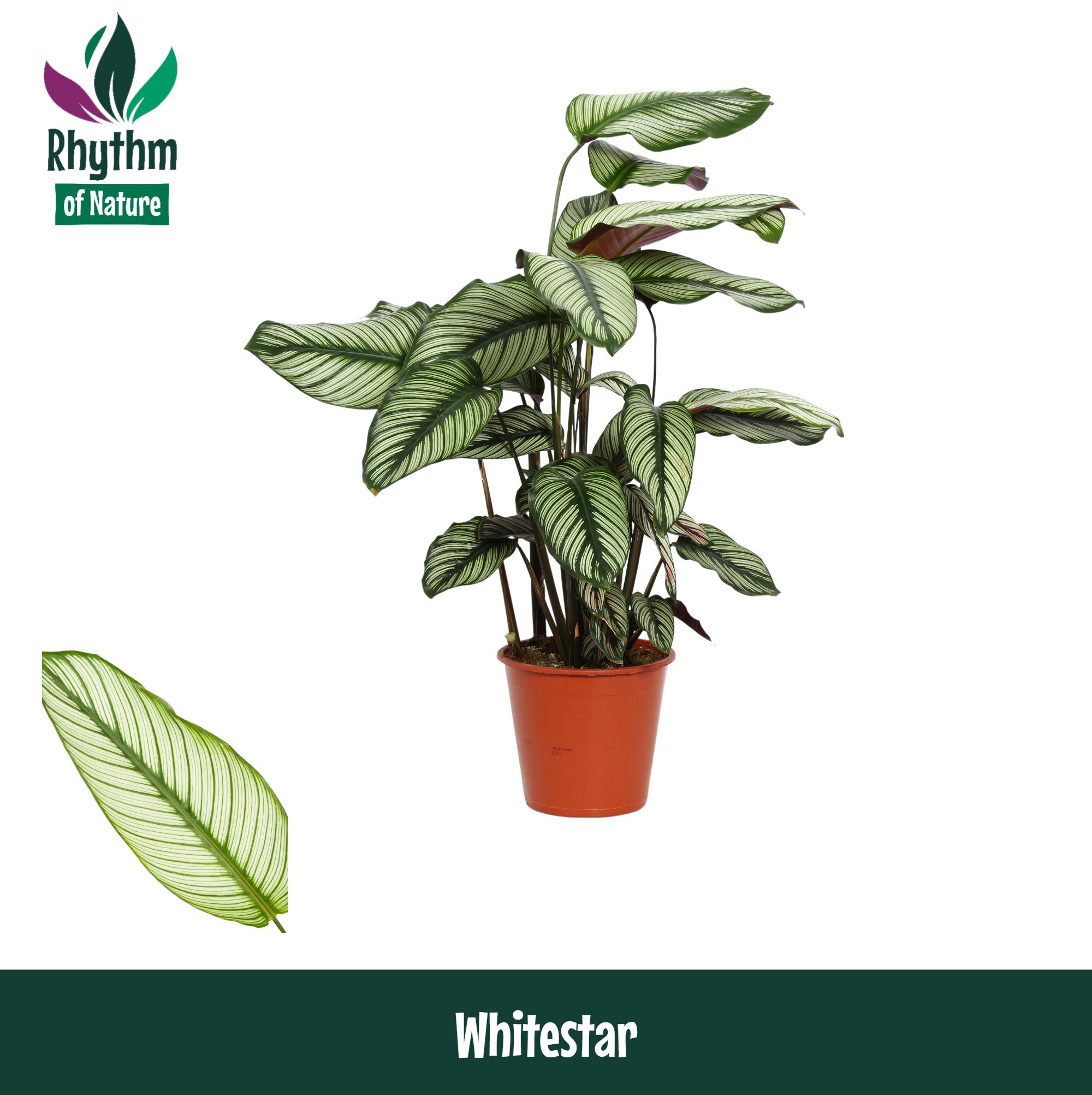 Горшечные цветы и растения оптом Calathea Whitestar (rhythm Of Nature) от 1шт из Голландии с доставкой по России