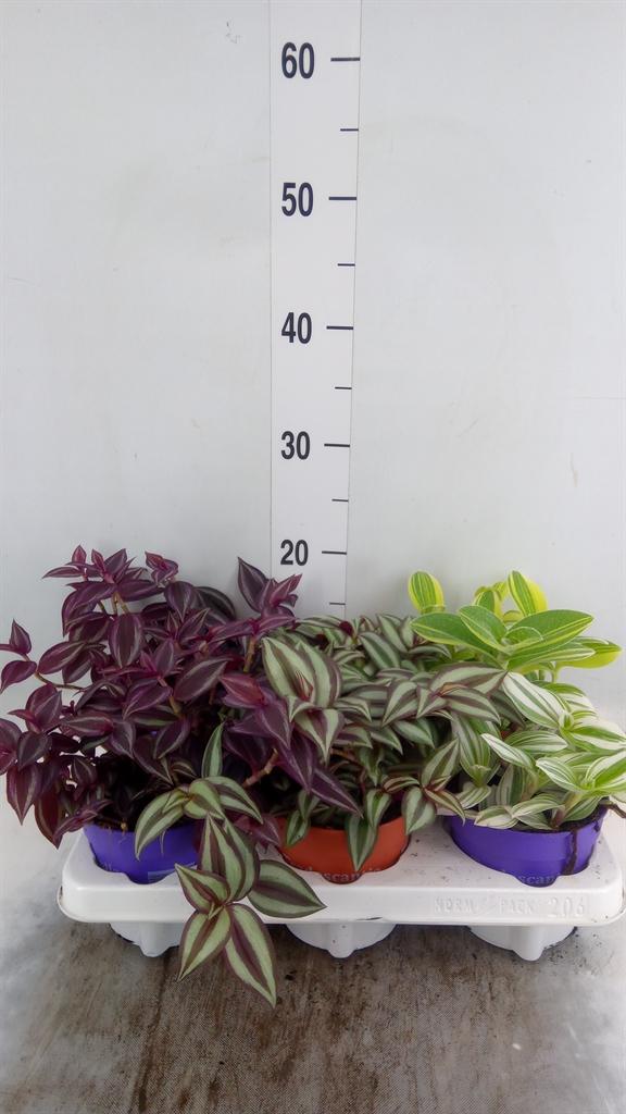 Горшечные цветы и растения оптом Tradescantia Mix от 6шт из Голландии с доставкой по России