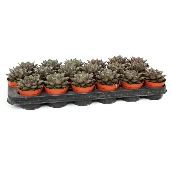 Горшечные цветы и растения оптом Echeveria Purpusorum от 18шт из Голландии с доставкой по России