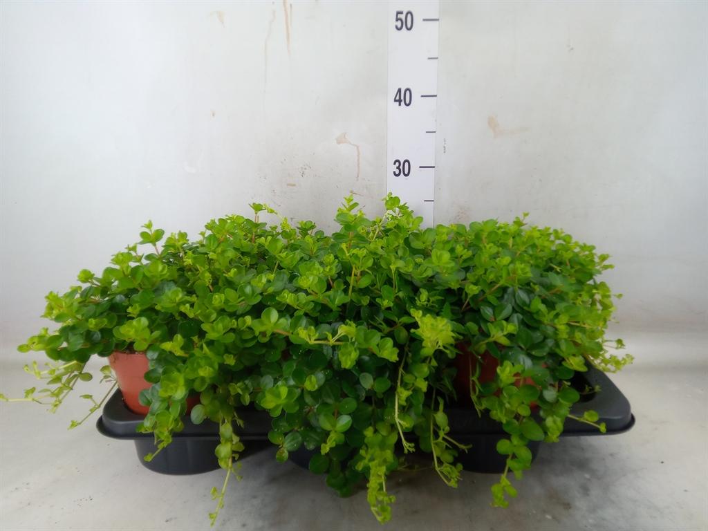 Горшечные цветы и растения оптом Peperomia Rotundifolia от 6шт из Голландии с доставкой по России