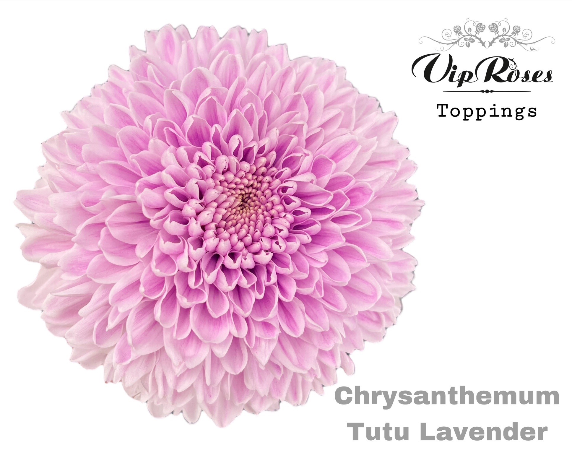 Срезанные цветы оптом Chrys bl paint tutu lavendel от 10шт из Голландии с доставкой по России