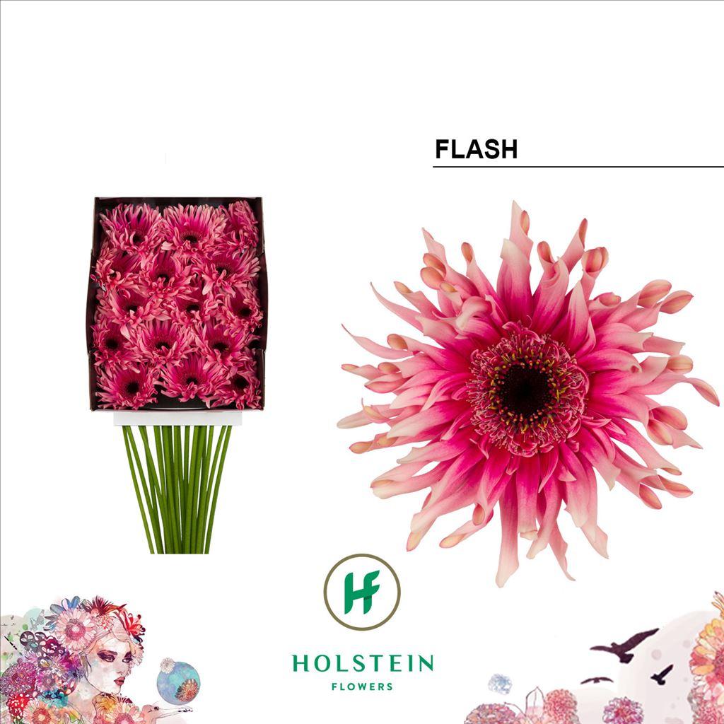 Срезанные цветы оптом Gerbera diamond gerpasta flash от 15шт из Голландии с доставкой по России