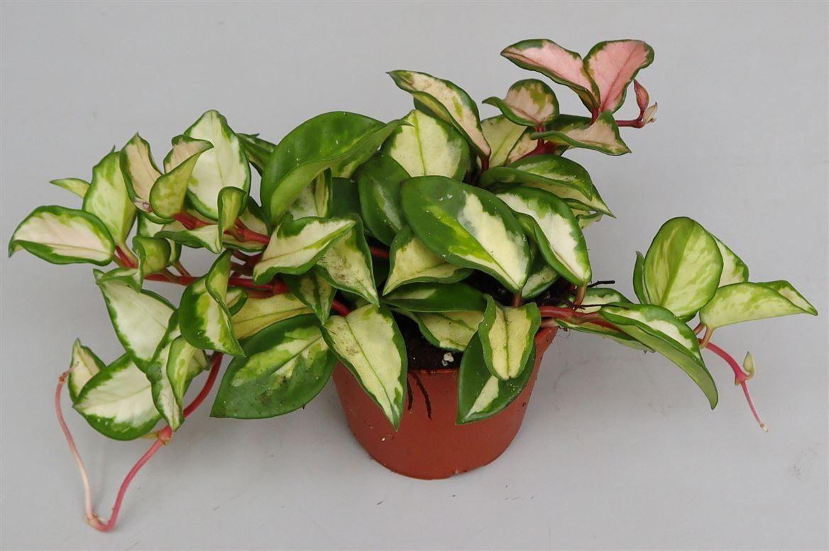 Горшечные цветы и растения оптом Hoya Carnosa Tricolor от 8шт из Голландии с доставкой по России