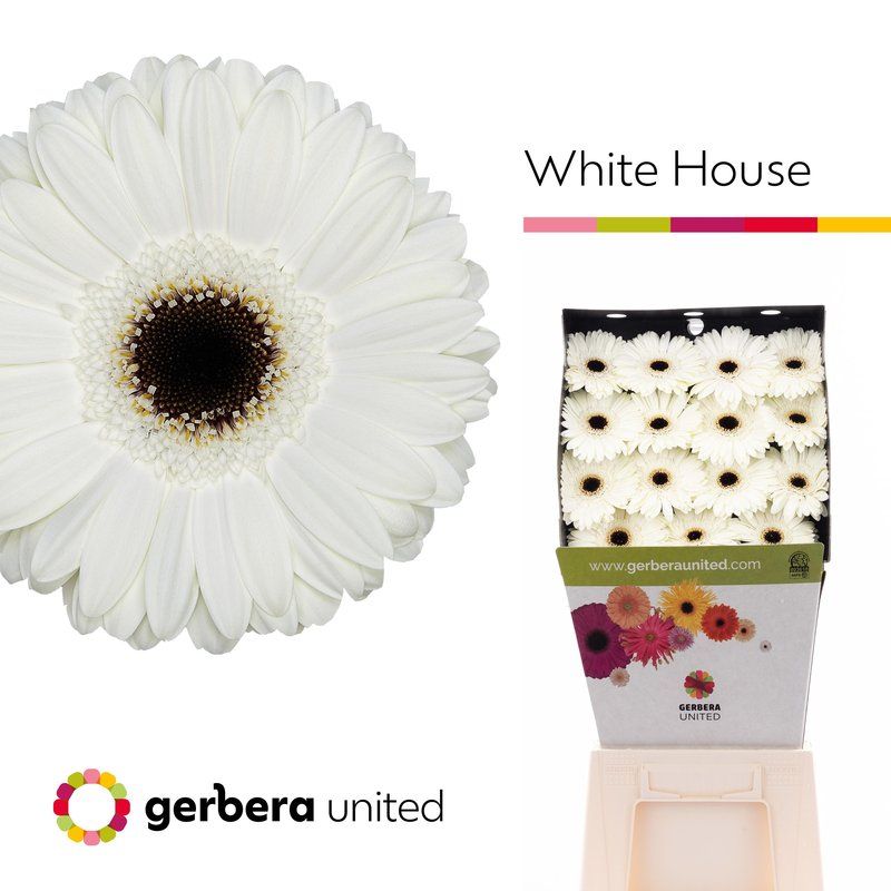 Срезанные цветы оптом Gerbera diamond white house от 15шт из Голландии с доставкой по России