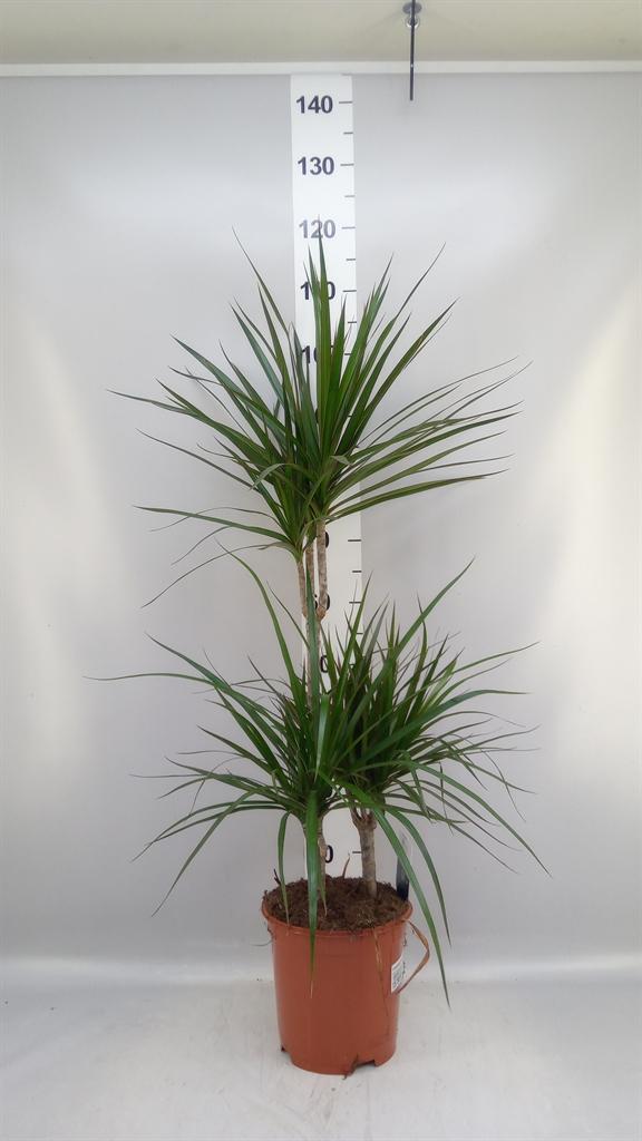 Горшечные цветы и растения оптом Dracaena Marg. от 1шт из Голландии с доставкой по России