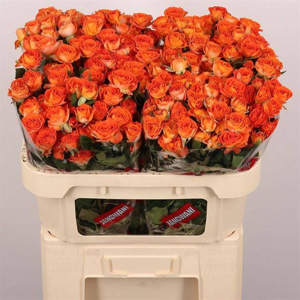 Срезанные цветы оптом Rosa spray airya от 50шт из Голландии с доставкой по России