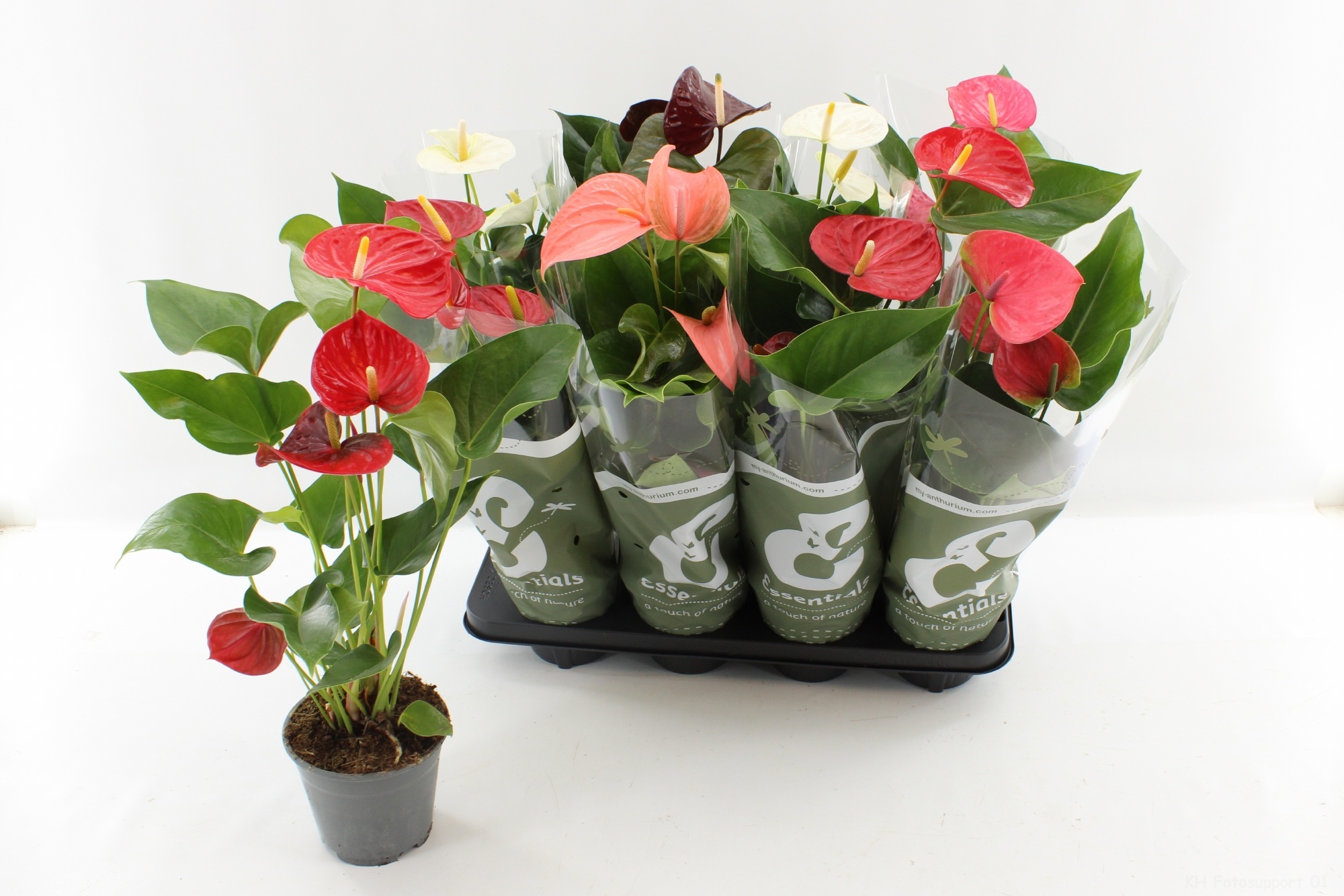 Горшечные цветы и растения оптом Anthu An Gem 4 Kl от 8шт из Голландии с доставкой по России