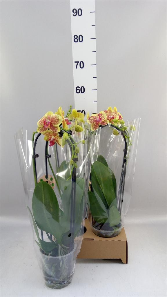Горшечные цветы и растения оптом Phal Elegant Cascade A от 4шт из Голландии с доставкой по России