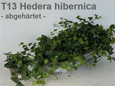 Горшечные цветы и растения оптом Hede Hibernica от 8шт из Голландии с доставкой по России