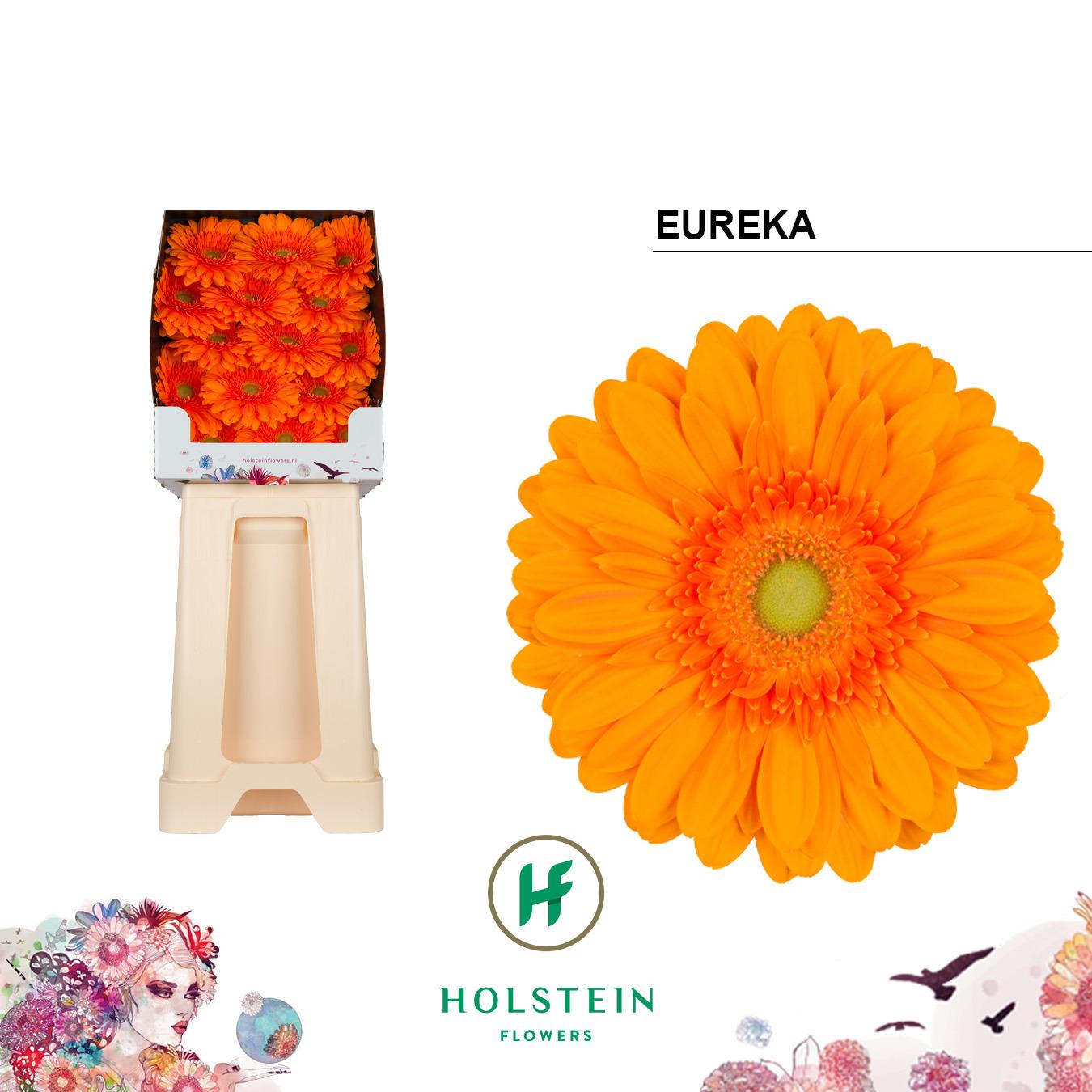 Срезанные цветы оптом Gerbera diamond eureka от 45шт из Голландии с доставкой по России