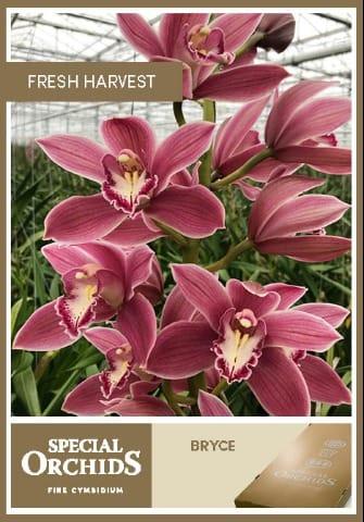 Срезанные цветы оптом Cymbidium pink bryce от 9шт из Голландии с доставкой по России
