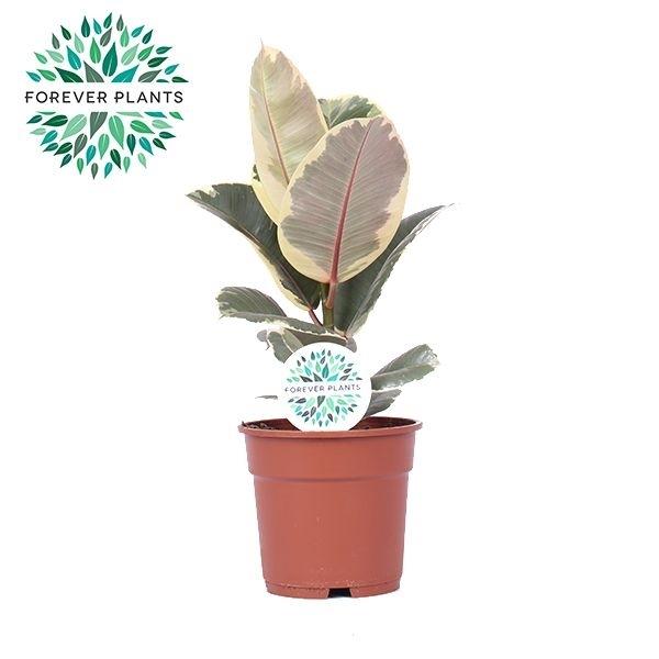 Горшечные цветы и растения оптом Ficus El Tineke от 6шт из Голландии с доставкой по России