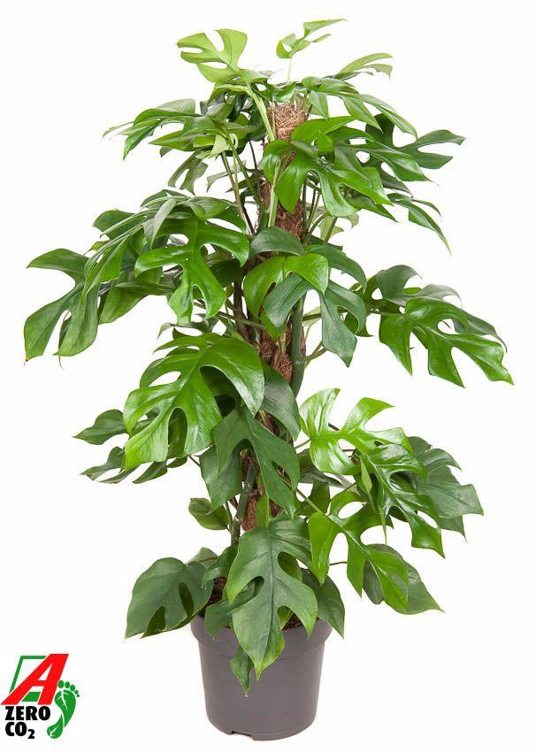 Горшечные цветы и растения оптом Monstera Minima Mosspole от 1шт из Голландии с доставкой по России