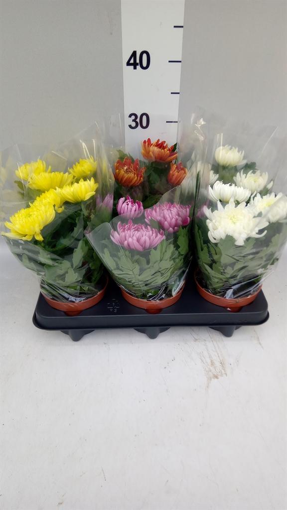 Горшечные цветы и растения оптом Chrysanthemum cosmo Comp ...mix от 6шт из Голландии с доставкой по России