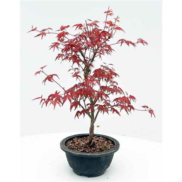 Горшечные цветы и растения оптом Bonsai Acer Palmatum Deshojo, от 6шт из Голландии с доставкой по России