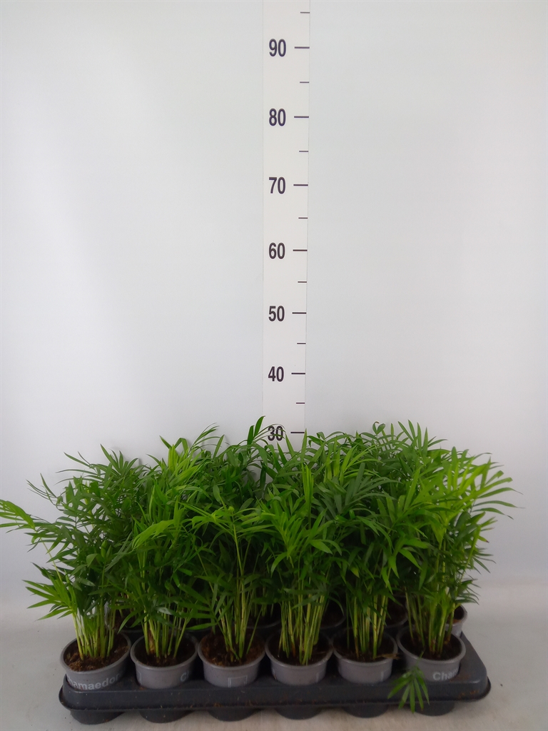 Горшечные цветы и растения оптом Chamaedorea Elegans от 18шт (для телеги) из Голландии с доставкой по России