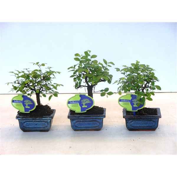 Горшечные цветы и растения оптом Bonsai Zelkova Parvifolia, 12cm., Broom, Without D от 12шт из Голландии с доставкой по России