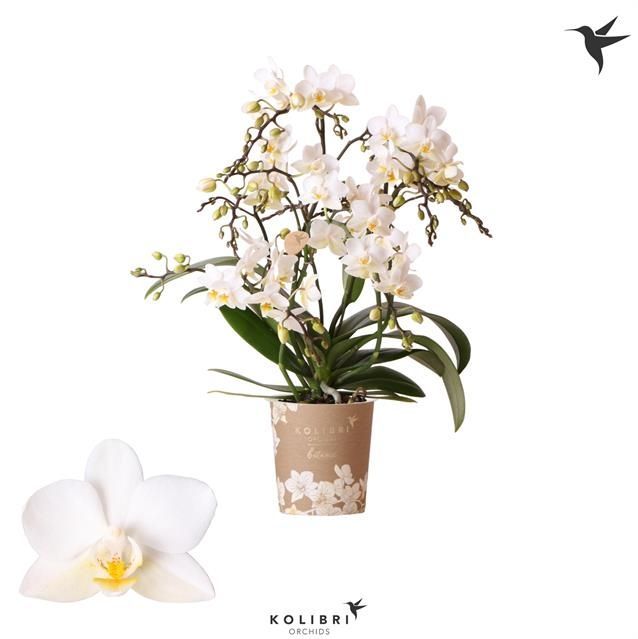 Горшечные цветы и растения оптом Phalaenopsis Mf. White от 6шт из Голландии с доставкой по России