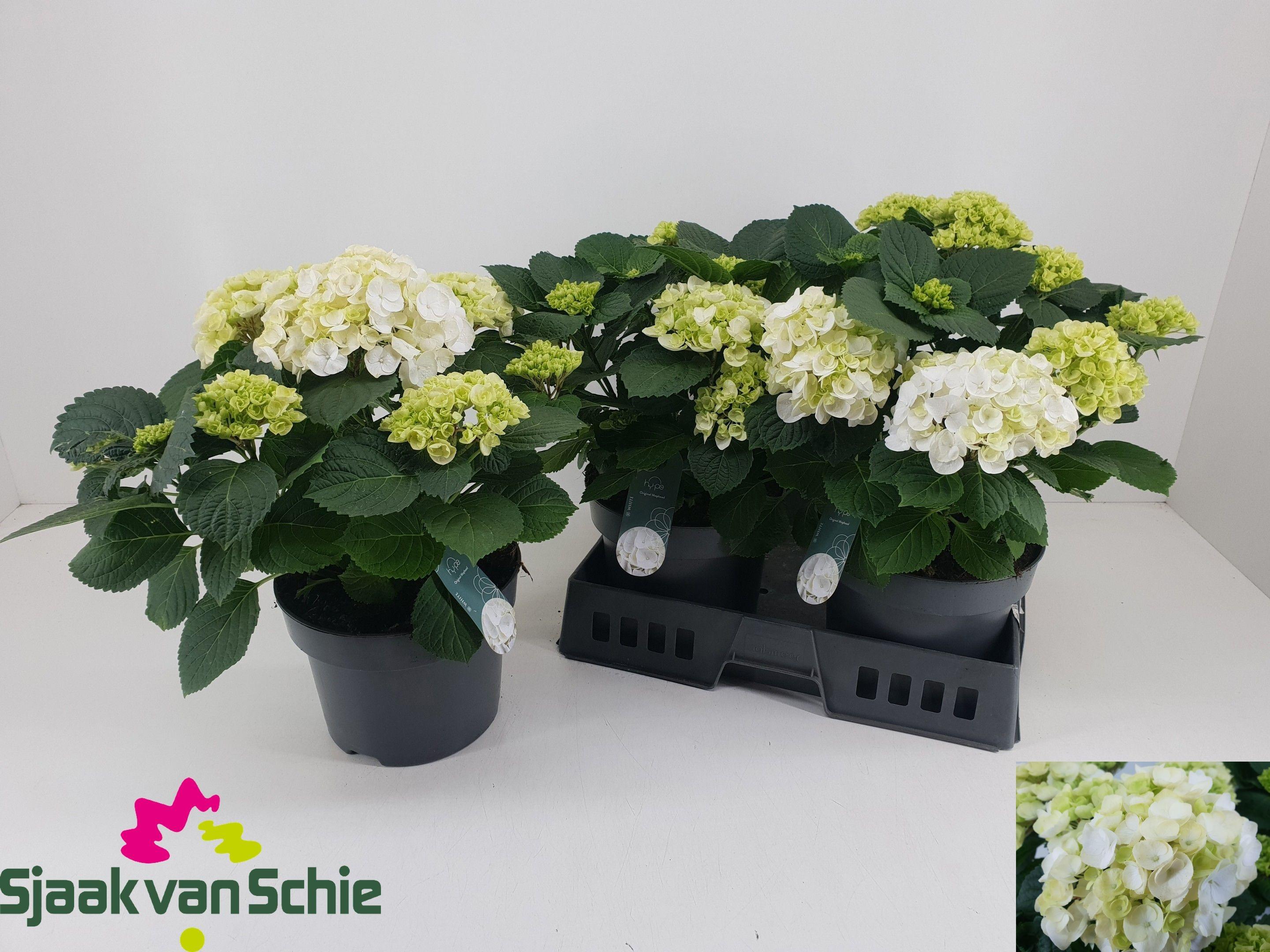 Горшечные цветы и растения оптом Hydr M Crystal Palac от 3шт из Голландии с доставкой по России