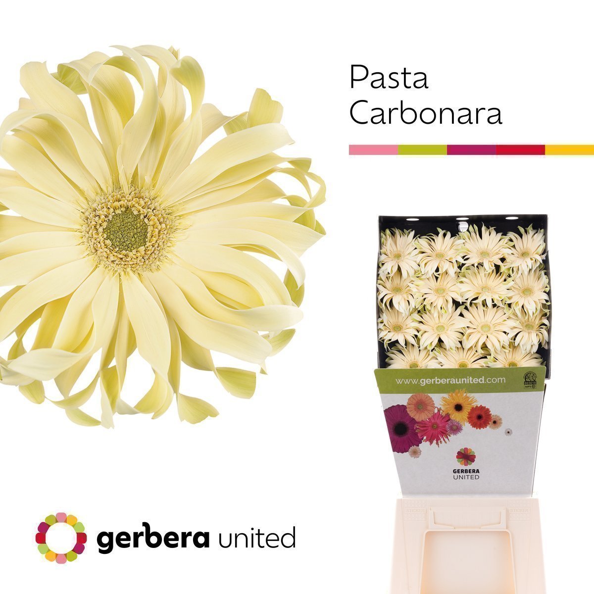 Срезанные цветы оптом Gerbera diamond pasta carbonara от 45шт из Голландии с доставкой по России